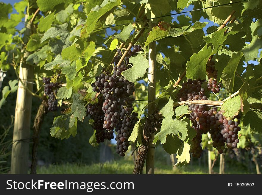 Red Grapes on vine in vineyard in Weil am Rhein, Germany. Red Grapes on vine in vineyard in Weil am Rhein, Germany