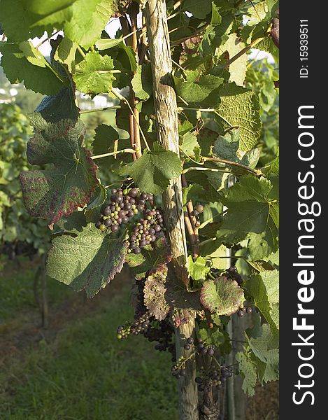 Vineyard Weil Am Rhein Germany At Sunset