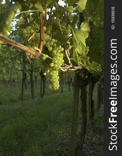 Green Grapes on vine in vineyard in Weil am Rhein, Germany. Green Grapes on vine in vineyard in Weil am Rhein, Germany