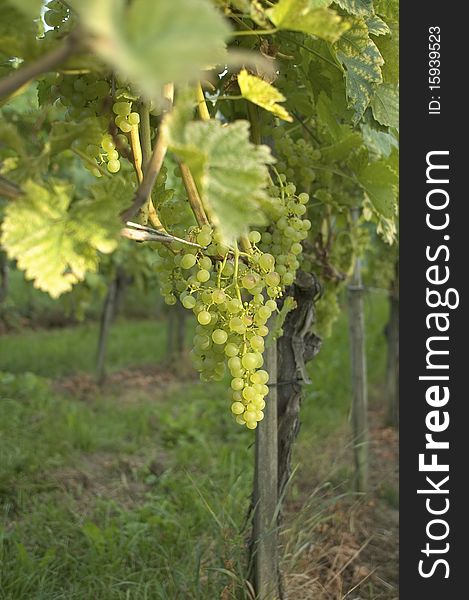 Green Grapes on vine in vineyard in Weil am Rhein, Germany. Green Grapes on vine in vineyard in Weil am Rhein, Germany