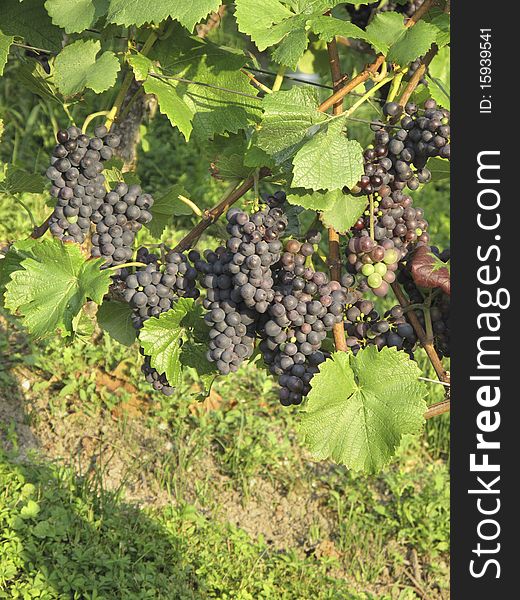 Red Grapes on vine in vineyard in Weil am Rhein, Germany. Red Grapes on vine in vineyard in Weil am Rhein, Germany