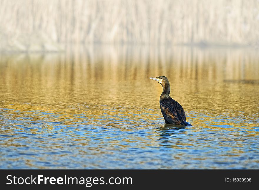 Common Shag (Phalacrocorax aristotelis)