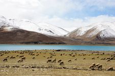 Sheeps On Lake And Snow Mountain Royalty Free Stock Image Sheeps On Lake And Snow Mountain Royalty Free Stock Image
