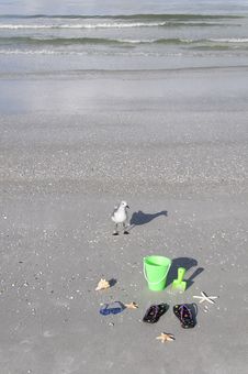 Curious Seagull Royalty Free Stock Images Curious Seagull Royalty Free Stock Images