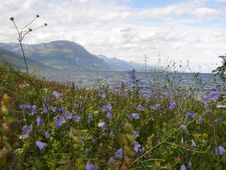 Norwegian Fjord Seen From A Flowery Meadow Royalty Free Stock Images Norwegian Fjord Seen From A Flowery Meadow Royalty Free Stock Images