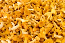 Chanterelle Mushroom Stock Image Chanterelle Mushroom Stock Image