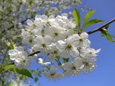 Flowering Cherry Royalty Free Stock Image Flowering Cherry Royalty Free Stock Image