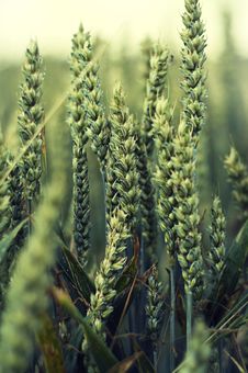 Fresh Wheat Royalty Free Stock Photos Fresh Wheat Royalty Free Stock Photos