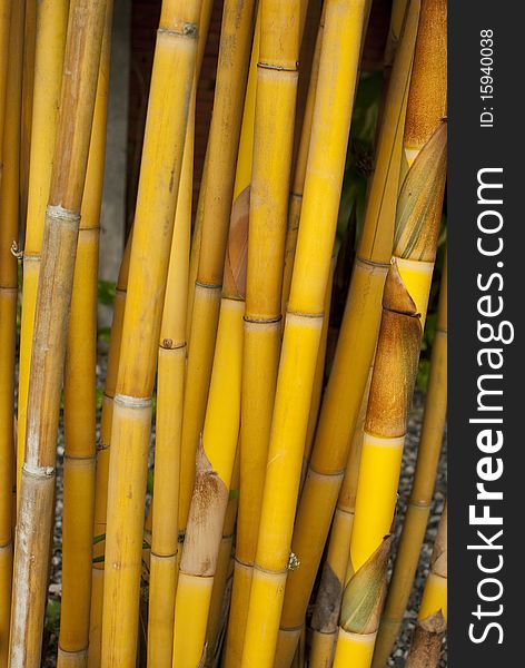 A clump of decorative yellow bamboo