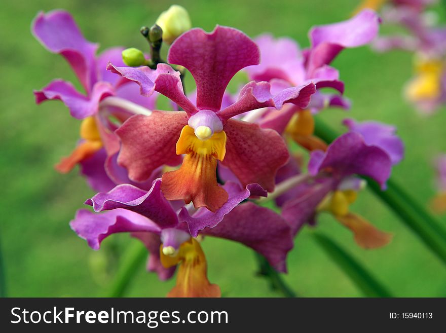 Wild Orchid.