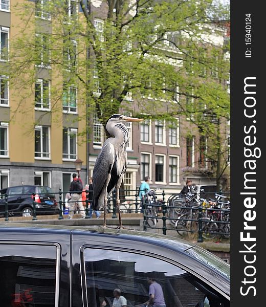 This is a grey heron on the car. Many of them are living at the Amsterdam channels and quays. This is a grey heron on the car. Many of them are living at the Amsterdam channels and quays.