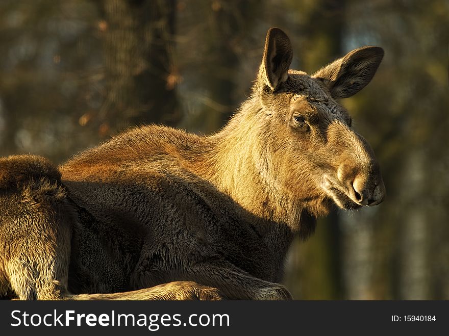 Moose (North America) or European elk (Europe) (Alces alces). Moose (North America) or European elk (Europe) (Alces alces)
