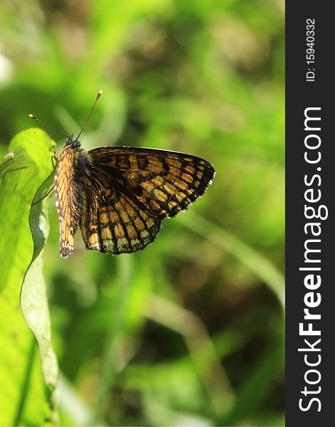 Butterfly sitting on green leaf. Butterfly sitting on green leaf.