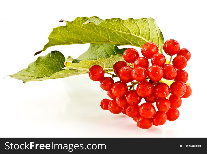 Red ripe viburnum isolated on a white background