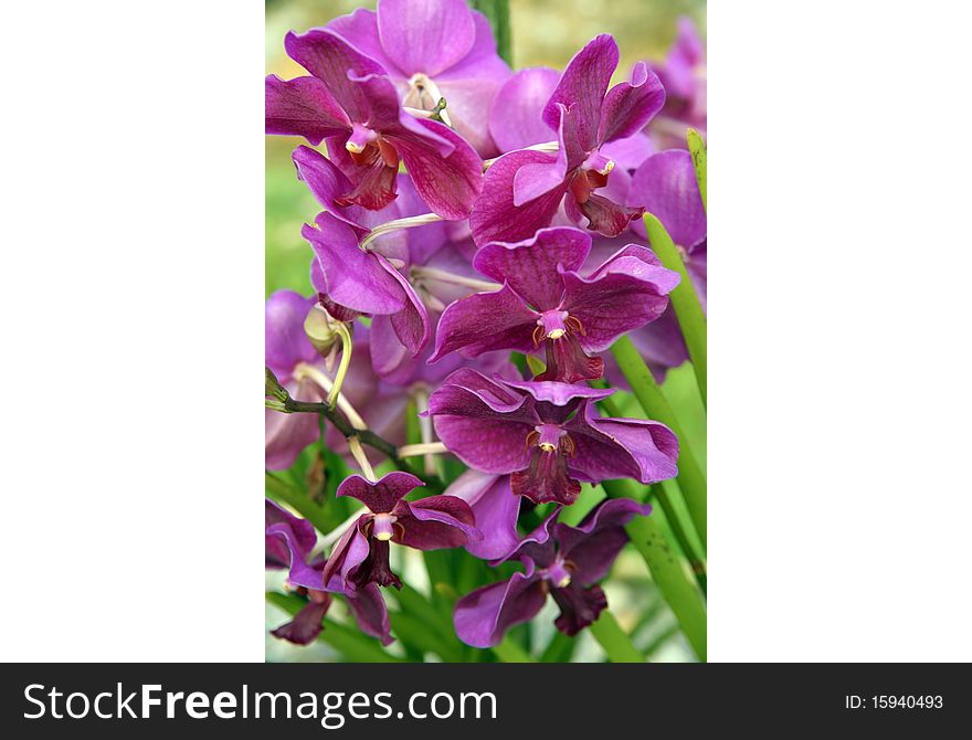 Wild Orchid.