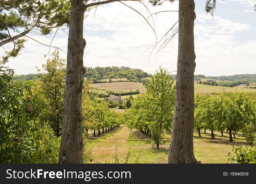 View of a Plum Farm in South West France. View of a Plum Farm in South West France