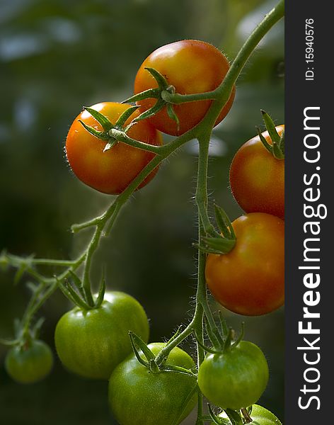 Tomato (Solanum lycopersicum), plant with riping fruits. Tomato (Solanum lycopersicum), plant with riping fruits