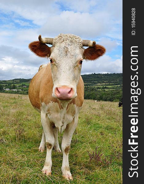 A cow on a summer pasture in a rural landscape under clouds. A cow on a summer pasture in a rural landscape under clouds