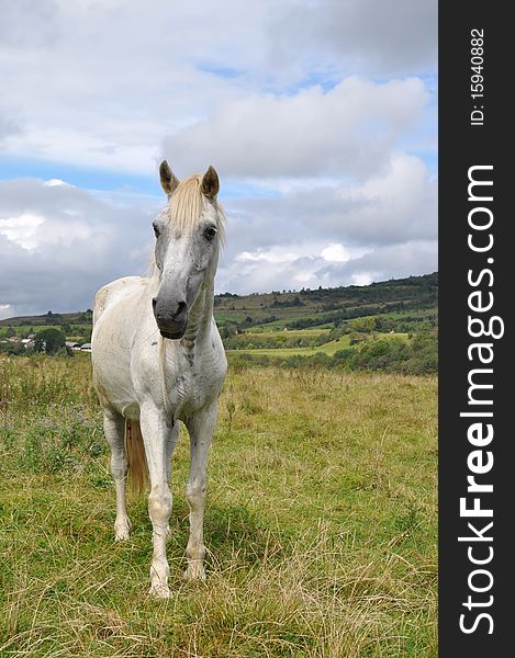 A horse on a summer pasture in a rural landscape under clouds. A horse on a summer pasture in a rural landscape under clouds.