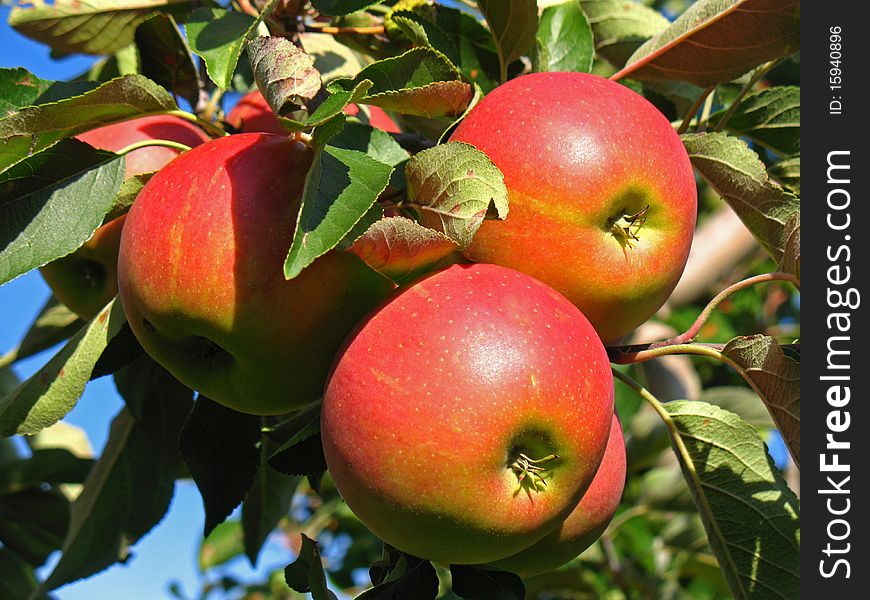 Apples on a tree in a orchard
