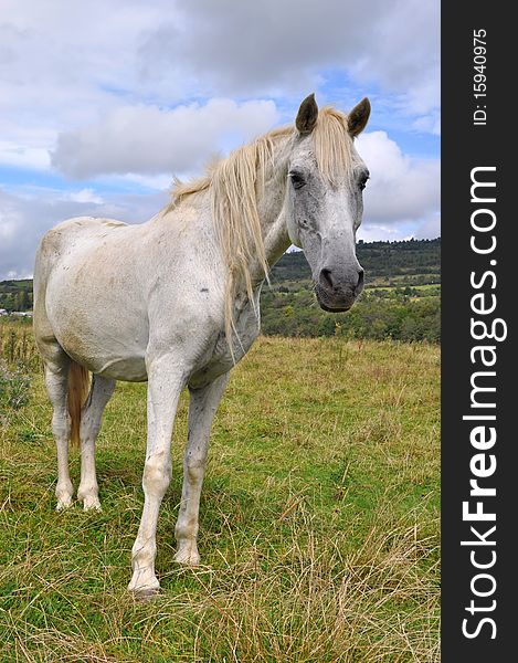 A horse on a summer pasture in a rural landscape under clouds. A horse on a summer pasture in a rural landscape under clouds.