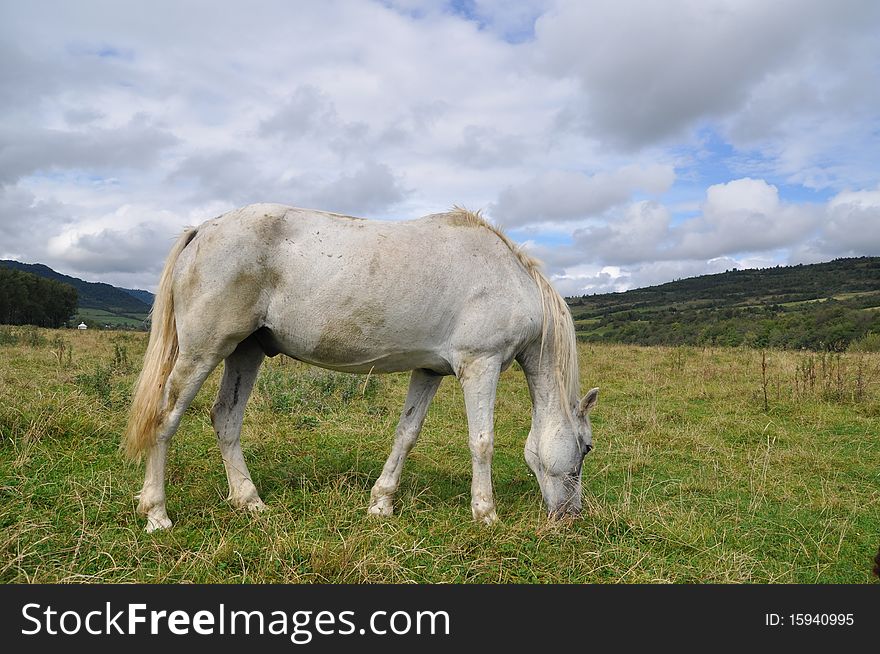 A horse on a summer pasture in a rural landscape under clouds. A horse on a summer pasture in a rural landscape under clouds.