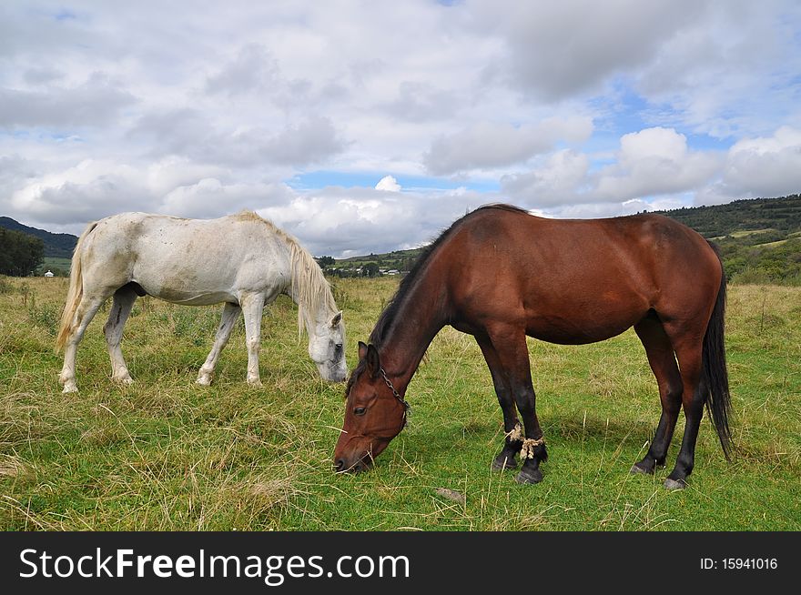 Horses On A Summer Pasture.