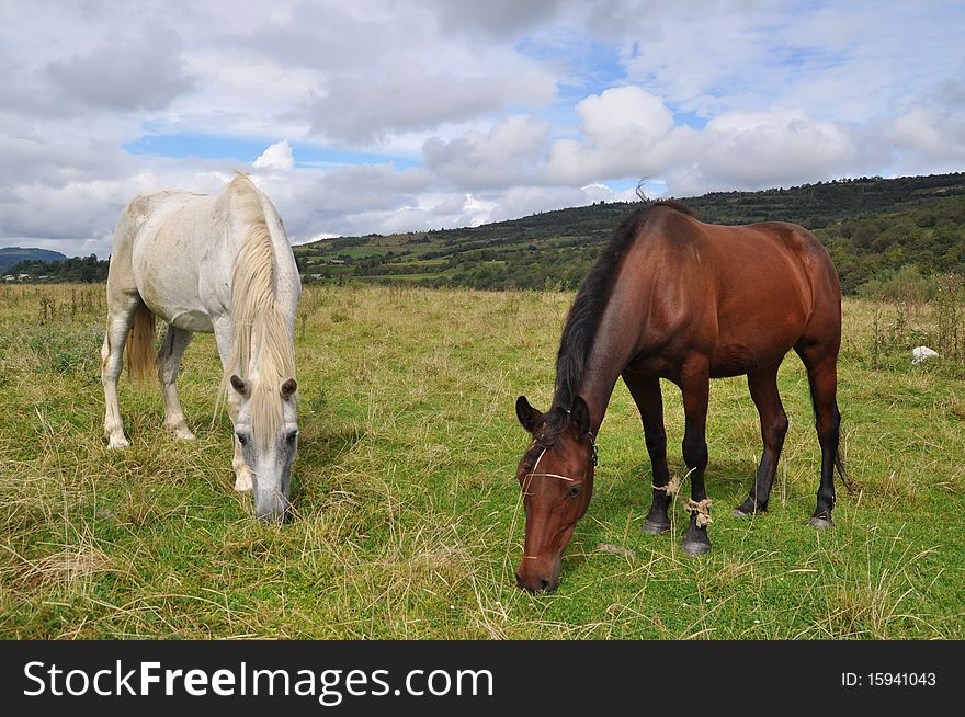 Horses on a summer pasture.