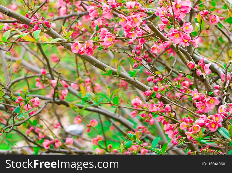 Pink flowers of an Oriental cherry on branches with green leaves