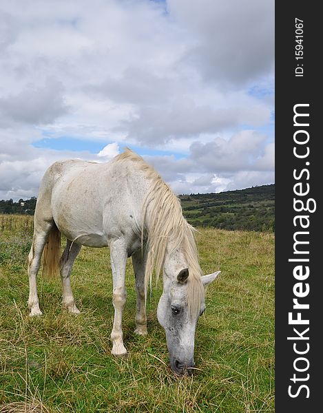 A horse on a summer pasture in a rural landscape under clouds. A horse on a summer pasture in a rural landscape under clouds.