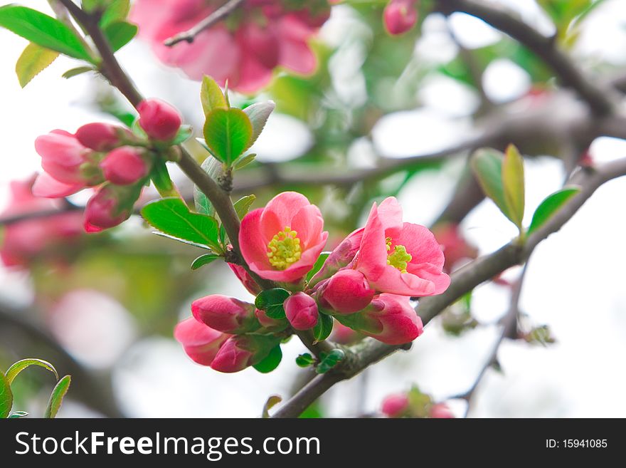Pink flowers of an Oriental cherry on branches with green leaves