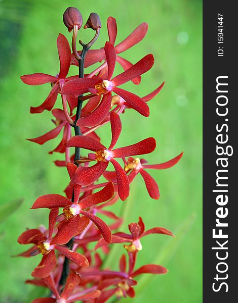 Orchids of high-mountainous Borneo. Exotic natural flowers of Borneo. Colours of a life to Borneo. Orchids of high-mountainous Borneo. Exotic natural flowers of Borneo. Colours of a life to Borneo.