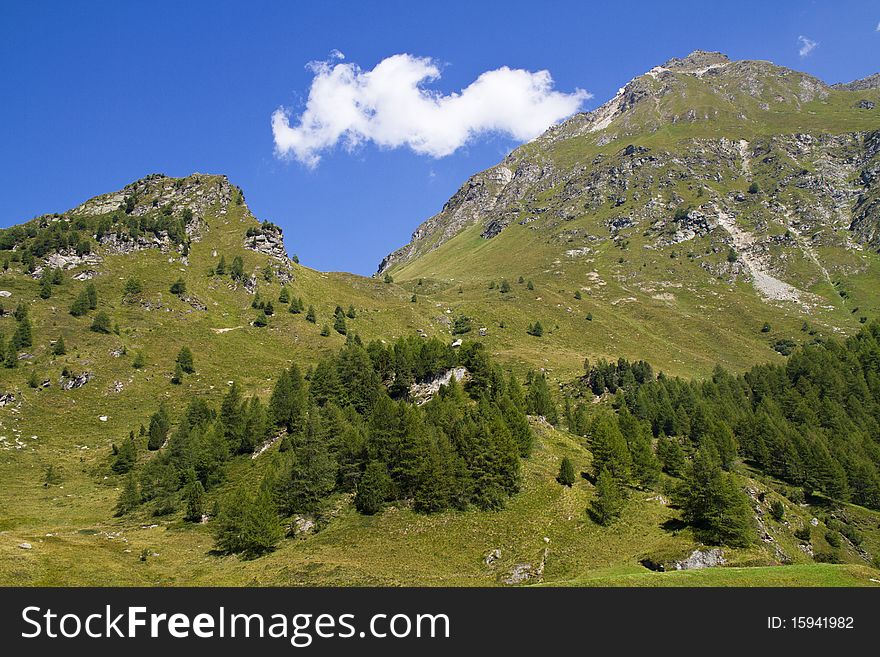 Mountain pine forest and blue sky