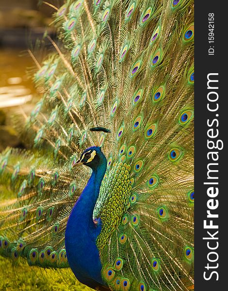 Peacock withs colorful feathers spreading wide out