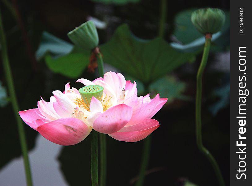 Lotus flower in a garden