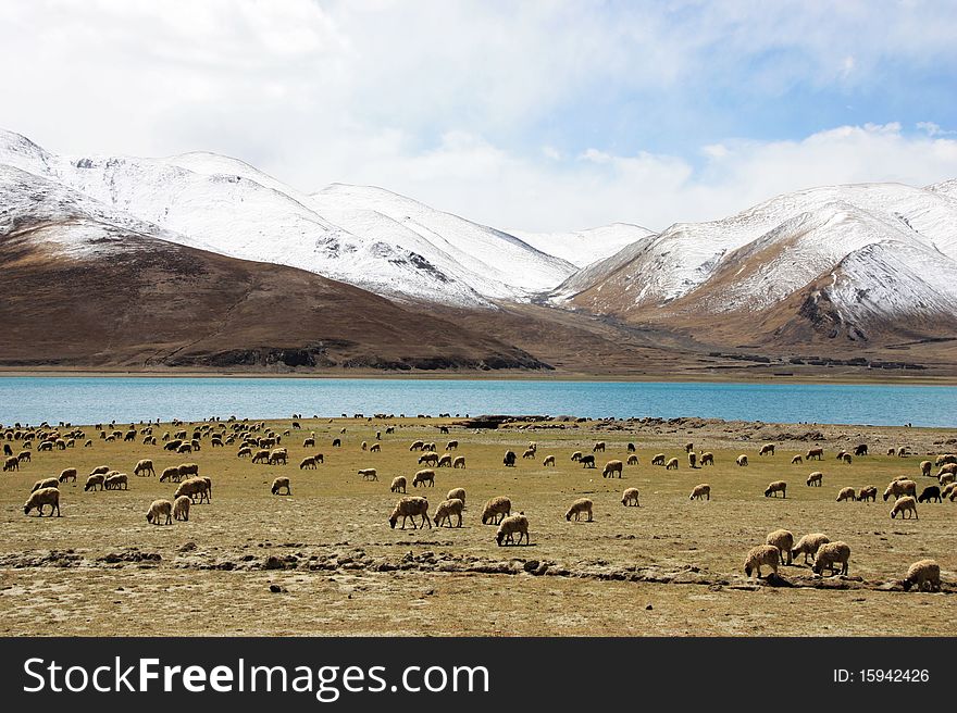 Sheeps on lake and snow mountain