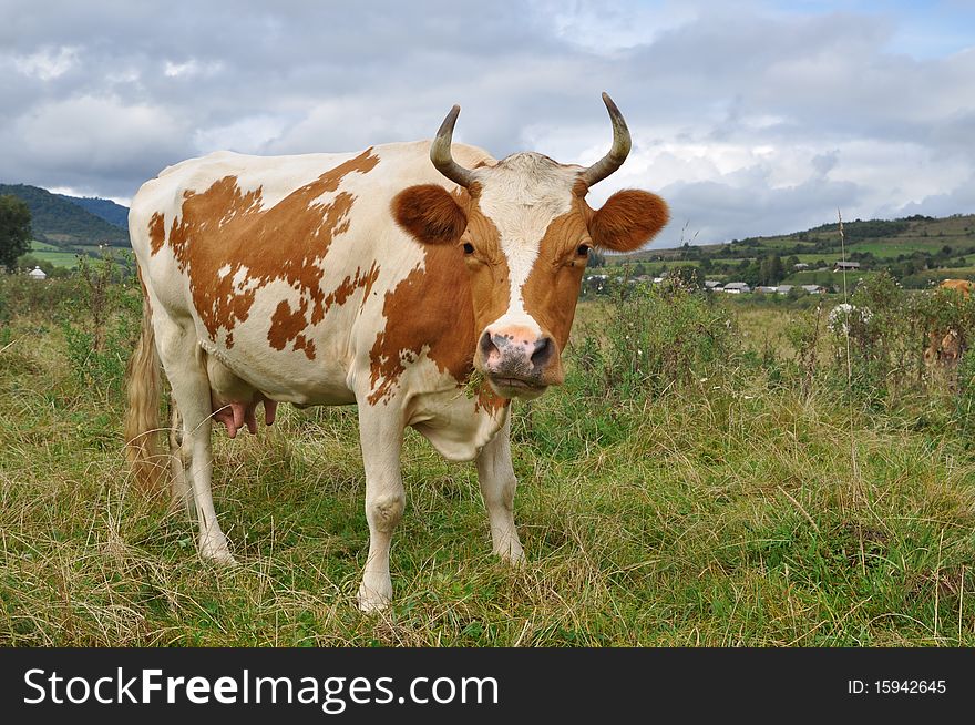 A cow on a summer pasture in a rural landscape under clouds.