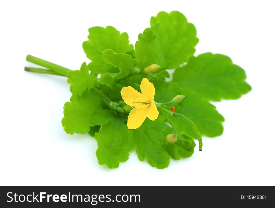 Greater celandine close up on a white background. Greater celandine close up on a white background