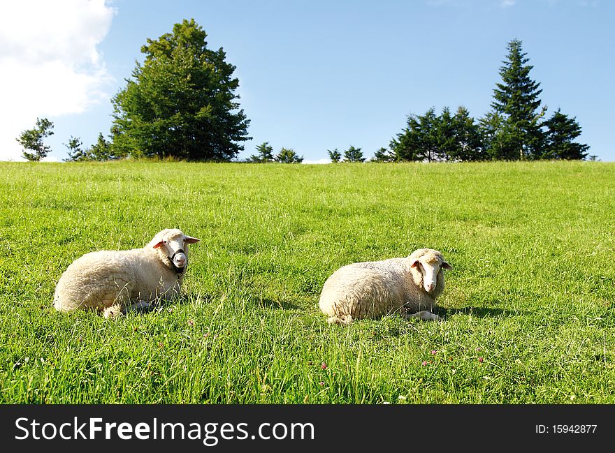 Two sheep on green grass