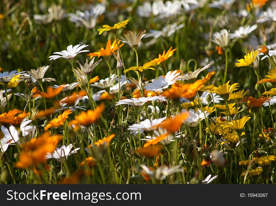 White, orange and yellow flowers in meadow looking at the sun. White, orange and yellow flowers in meadow looking at the sun.