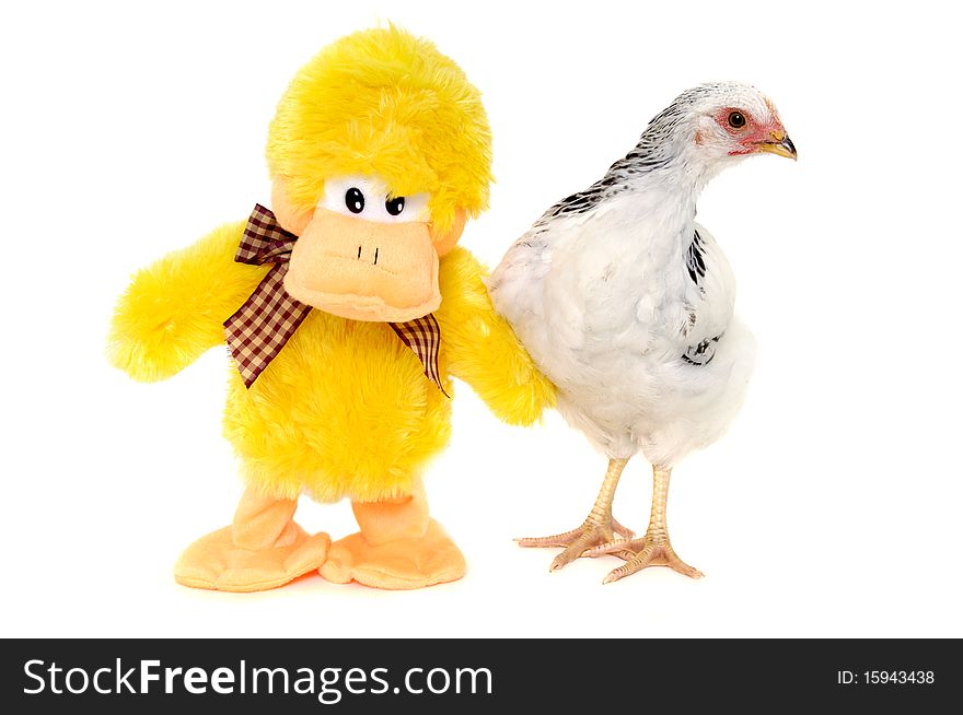 Chicken and a toy duck is standing together. Isolated on a white background. Chicken and a toy duck is standing together. Isolated on a white background.