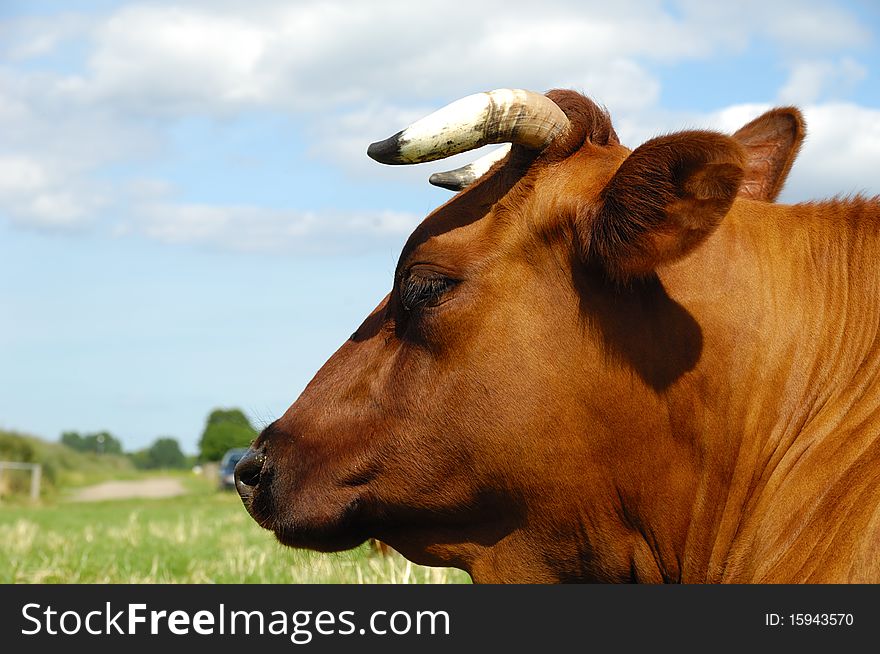 Face of a resting cow. The sky is blue with white clouds. Profile shot. Face of a resting cow. The sky is blue with white clouds. Profile shot.