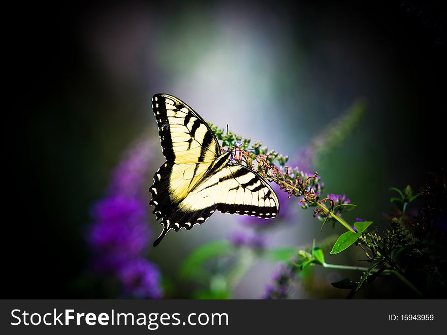 A Tiger Swallowtail Butterfly resting on a butterfly bush