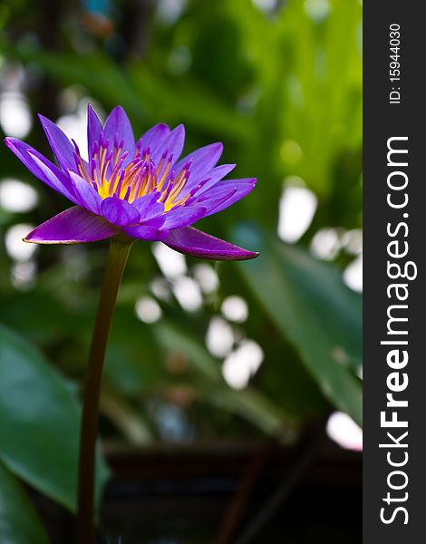 Purple or Violet Lotus natural of Thailand. Purple or Violet Lotus natural of Thailand