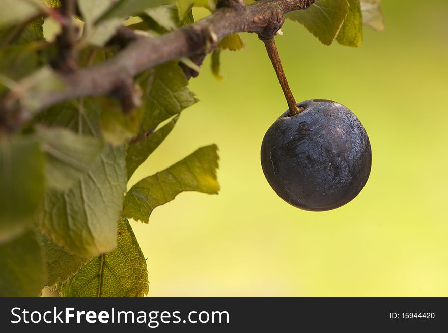 Blackthorn Ripens Fruit In Autumn