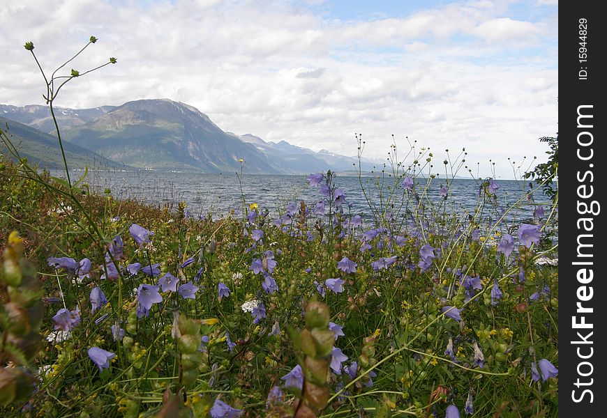Norwegian fjord seen from a flowery meadow