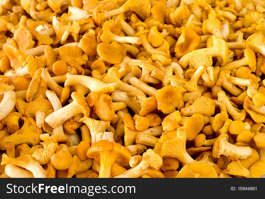 Edible mushrooms of the chanterelle mushroom