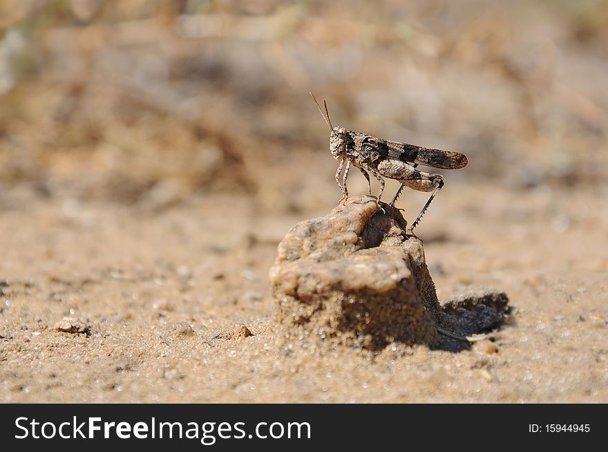 The grasshopper sits on a small stone. The stone lies on sand.