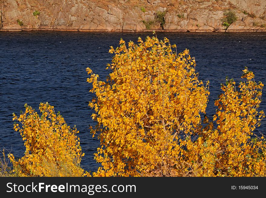 Yellow tree in the autumn. The blue river.