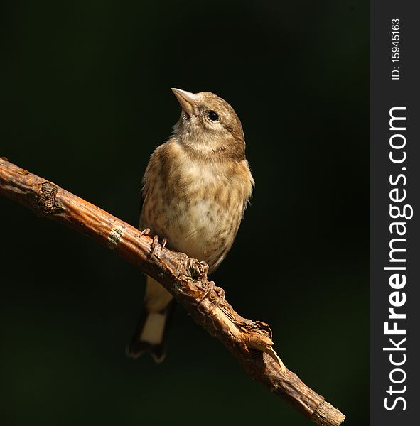 Portrait of a young Goldfinch